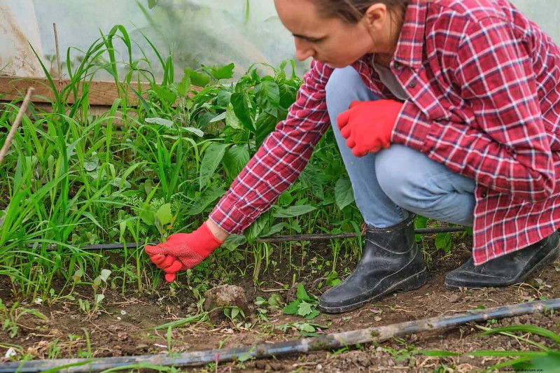 Kesalahan Umum Berkebun Musim Semi &Cara Menghindarinya 