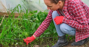 Häufige Fehler bei der Gartenarbeit im Frühling und wie man sie vermeidet 