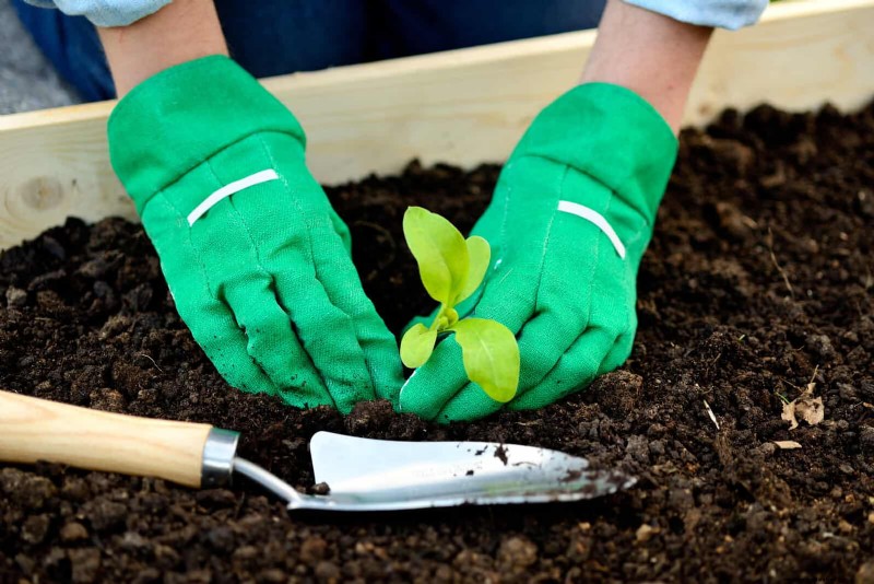 Kesalahan Umum Berkebun Musim Semi &Cara Menghindarinya 