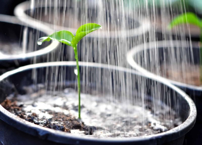 Kesalahan Umum Berkebun Musim Semi &Cara Menghindarinya 