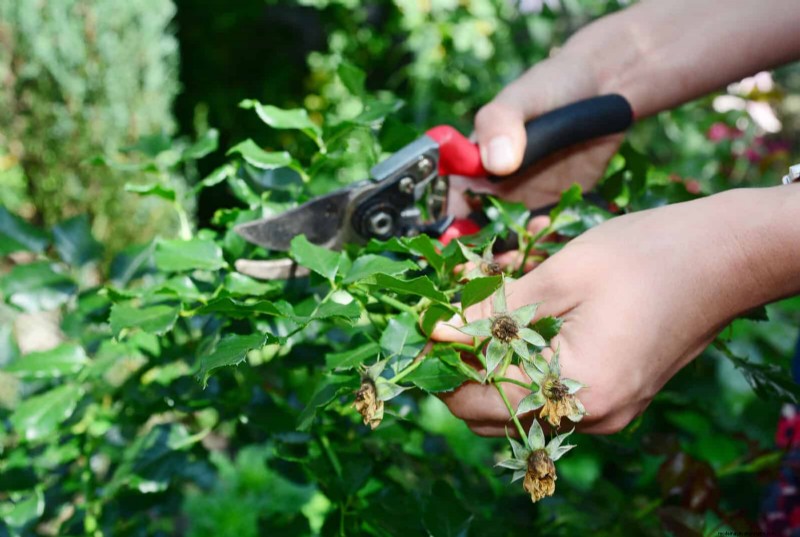 Kesalahan Umum Berkebun Musim Semi &Cara Menghindarinya 