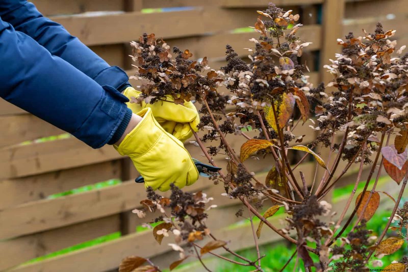 Kesalahan Umum Berkebun Musim Semi &Cara Menghindarinya 