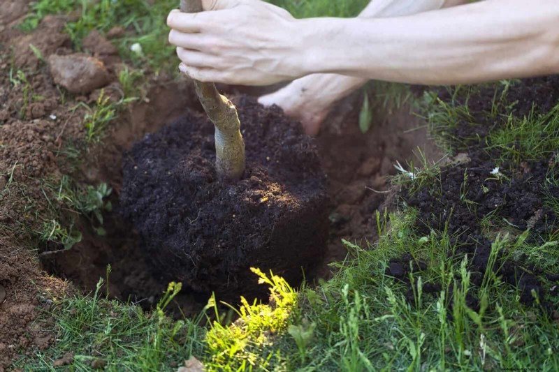 Kesalahan Umum Berkebun Musim Semi &Cara Menghindarinya 