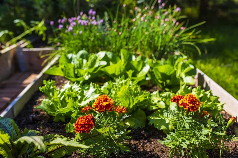Kesalahan Umum Berkebun Musim Semi &Cara Menghindarinya 
