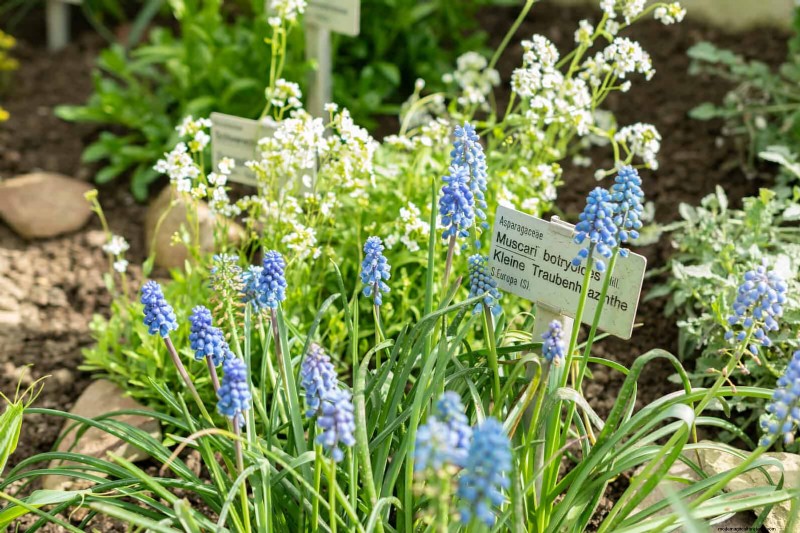 Kesalahan Umum Berkebun Musim Semi &Cara Menghindarinya 