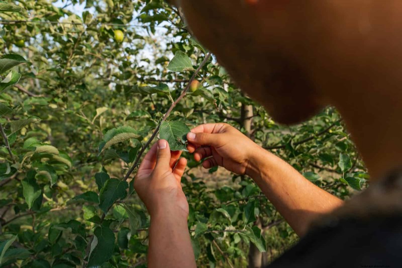 Kesalahan Umum Berkebun Musim Semi &Cara Menghindarinya 