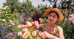 Vermeiden Sie häufige Fehler im Sommergarten:Ein Leitfaden für einen blühenden Garten 