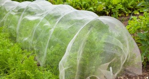 Bescherm uw tuin tegen tornado s  s nachts:25 essentiële stappen 