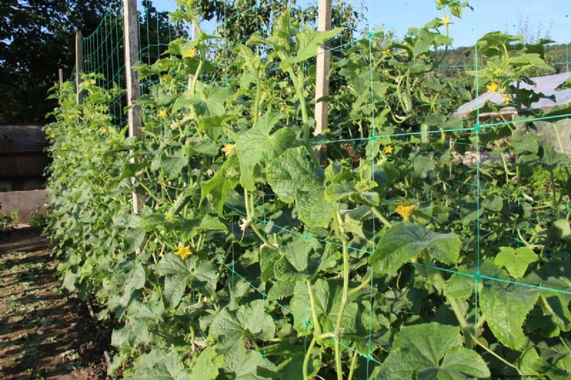 Bescherm uw tuin tegen tornado s  s nachts:25 essentiële stappen 