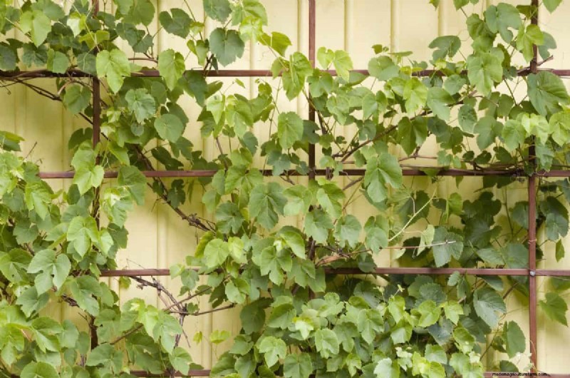 Bescherm uw tuin tegen tornado s  s nachts:25 essentiële stappen 