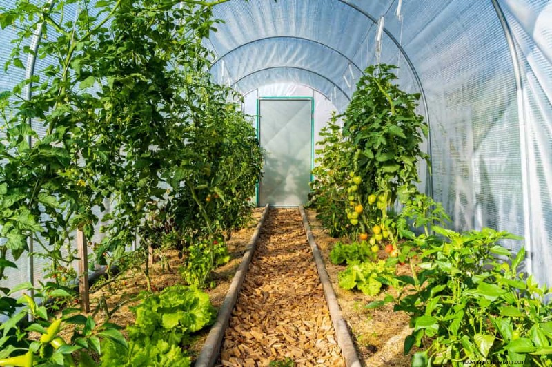Bescherm uw tuin tegen tornado s  s nachts:25 essentiële stappen 