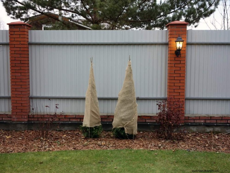 Bescherm uw tuin tegen tornado s  s nachts:25 essentiële stappen 