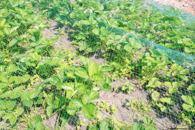 Bescherm uw tuin tegen tornado s  s nachts:25 essentiële stappen 