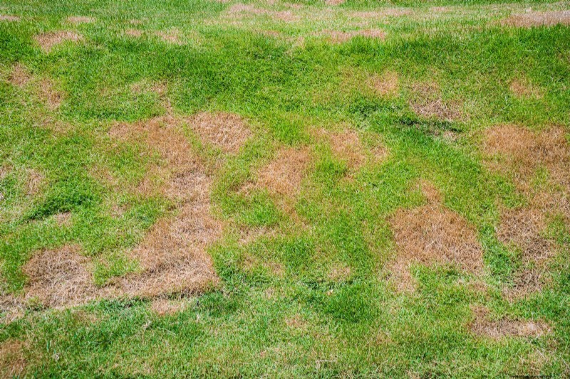 Duurzaam gazononderhoud:hittegolven en droogte overleven - tips van experts 