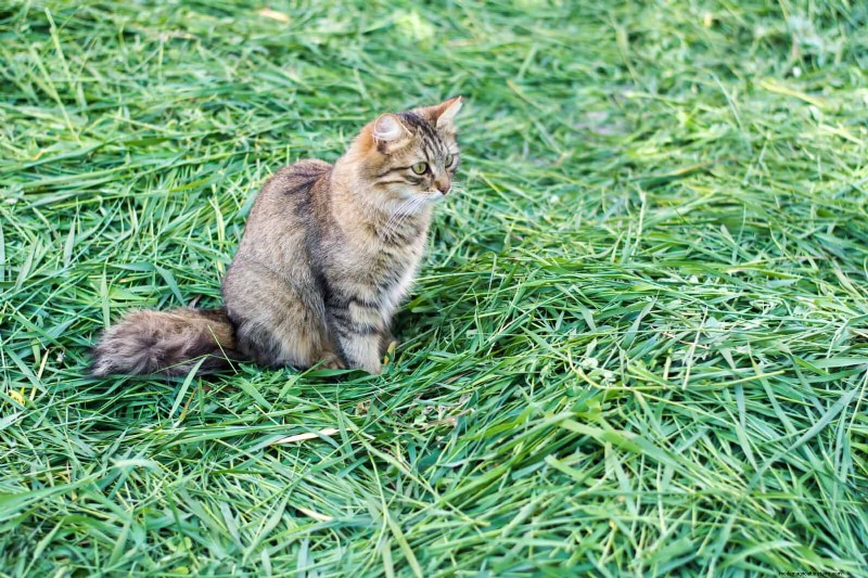 Duurzaam gazononderhoud:hittegolven en droogte overleven - tips van experts 