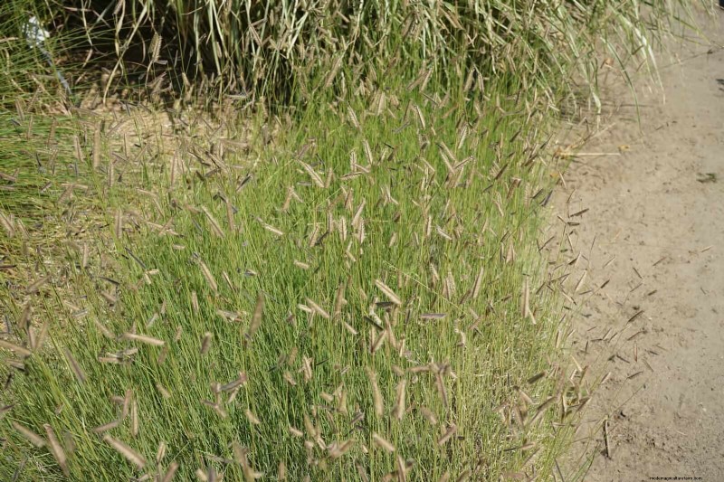 Duurzaam gazononderhoud:hittegolven en droogte overleven - tips van experts 