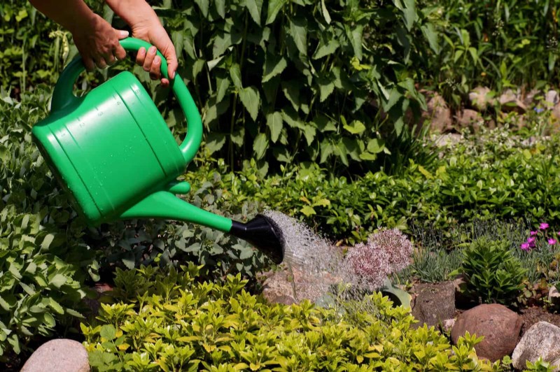 Duurzaam gazononderhoud:hittegolven en droogte overleven - tips van experts 