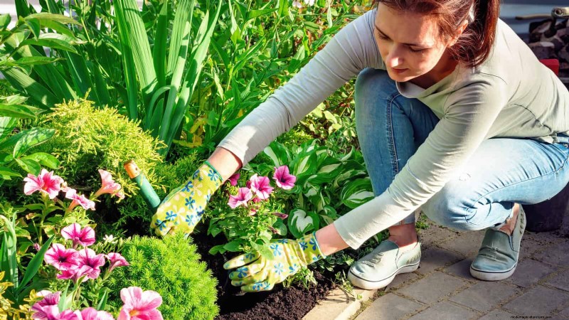 Last-minute plantgids:29 planten voor tuinsucces op Memorial Day 