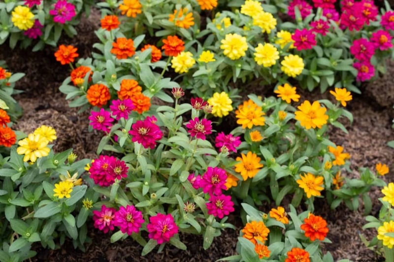Last-minute plantgids:29 planten voor tuinsucces op Memorial Day 
