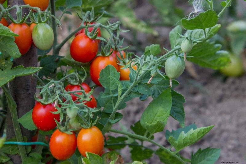 Last-minute plantgids:29 planten voor tuinsucces op Memorial Day 