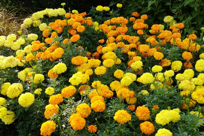 Last-minute plantgids:29 planten voor tuinsucces op Memorial Day 