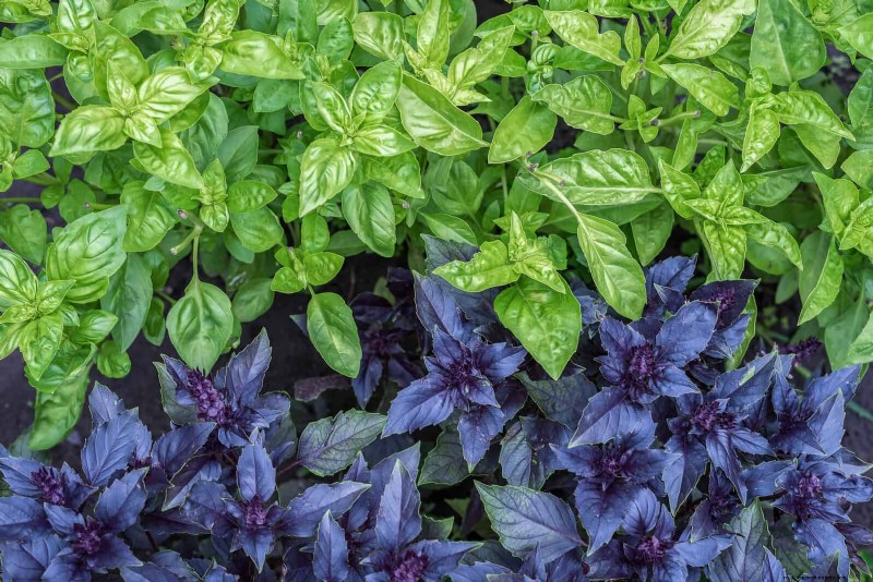 Last-minute plantgids:29 planten voor tuinsucces op Memorial Day 