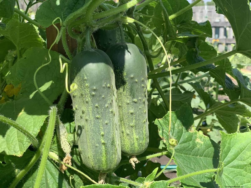 Last-minute plantgids:29 planten voor tuinsucces op Memorial Day 