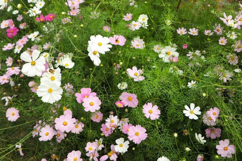 Last-minute plantgids:29 planten voor tuinsucces op Memorial Day 