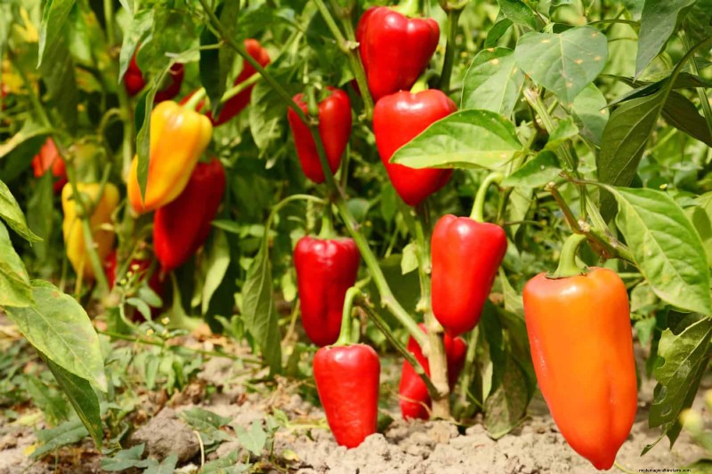 Last-minute plantgids:29 planten voor tuinsucces op Memorial Day 