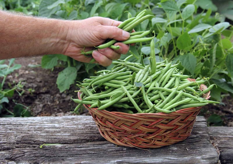 Last-minute plantgids:29 planten voor tuinsucces op Memorial Day 