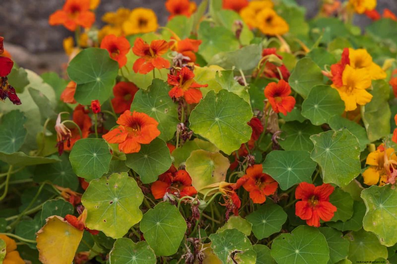 Last-minute plantgids:29 planten voor tuinsucces op Memorial Day 