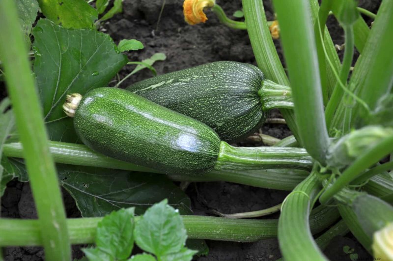 Last-minute plantgids:29 planten voor tuinsucces op Memorial Day 