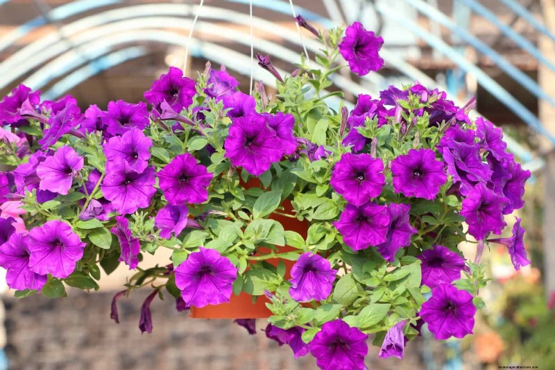 Last-minute plantgids:29 planten voor tuinsucces op Memorial Day 