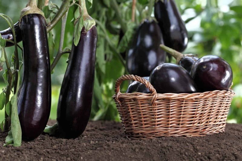 Last-minute plantgids:29 planten voor tuinsucces op Memorial Day 