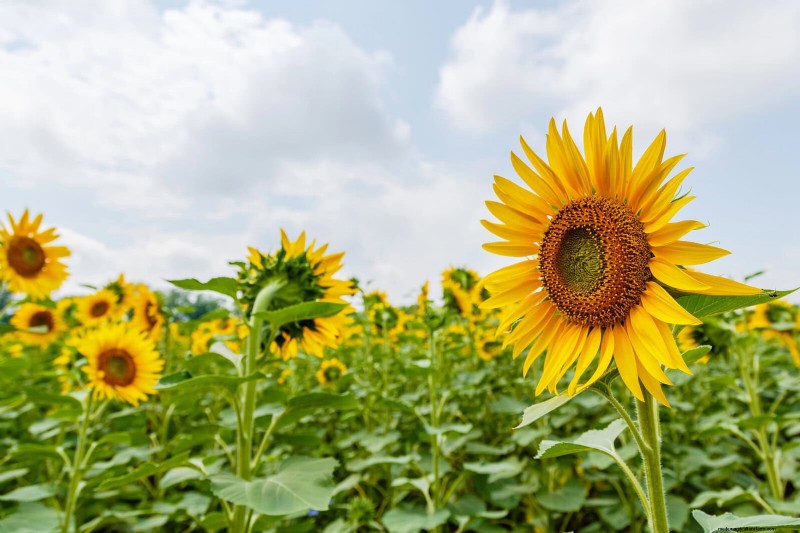 Last-minute plantgids:29 planten voor tuinsucces op Memorial Day 