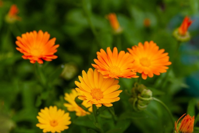 Last-minute plantgids:29 planten voor tuinsucces op Memorial Day 