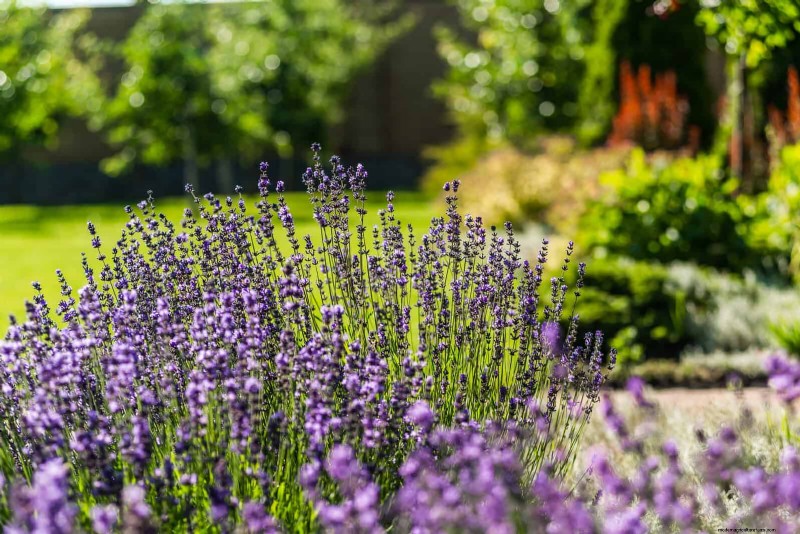 Last-minute plantgids:29 planten voor tuinsucces op Memorial Day 