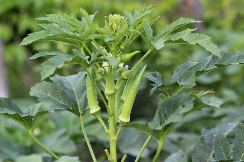 Last-minute plantgids:29 planten voor tuinsucces op Memorial Day 