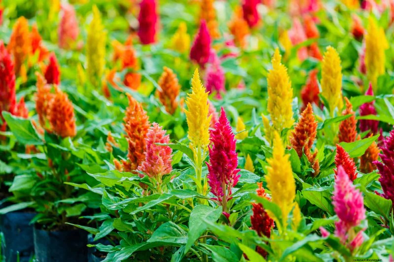 Last-minute plantgids:29 planten voor tuinsucces op Memorial Day 
