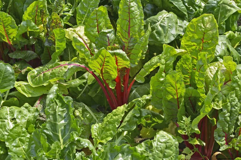 Last-minute plantgids:29 planten voor tuinsucces op Memorial Day 