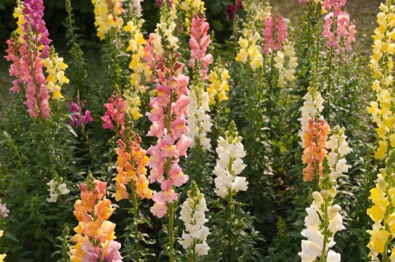 Last-minute plantgids:29 planten voor tuinsucces op Memorial Day 