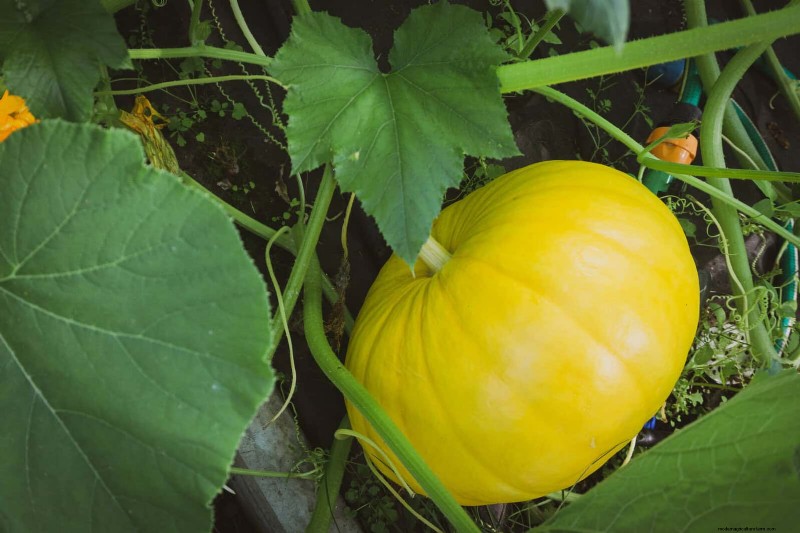 Last-minute plantgids:29 planten voor tuinsucces op Memorial Day 