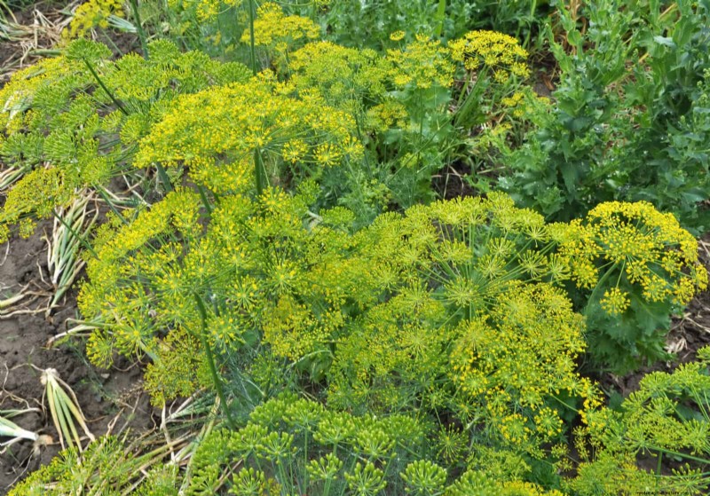 Last-minute plantgids:29 planten voor tuinsucces op Memorial Day 