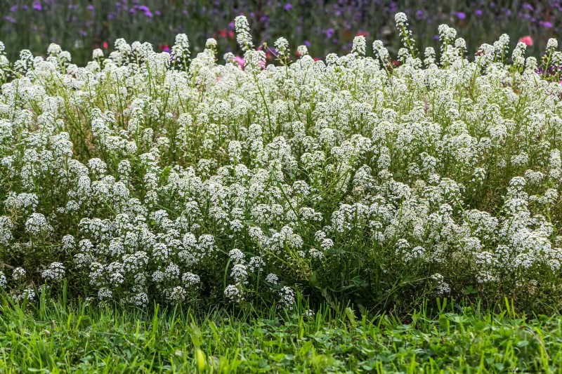 Last-minute plantgids:29 planten voor tuinsucces op Memorial Day 