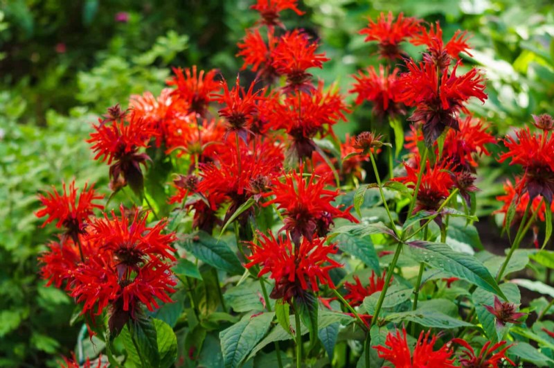 Last-minute plantgids:29 planten voor tuinsucces op Memorial Day 