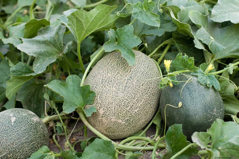 Last-minute plantgids:29 planten voor tuinsucces op Memorial Day 