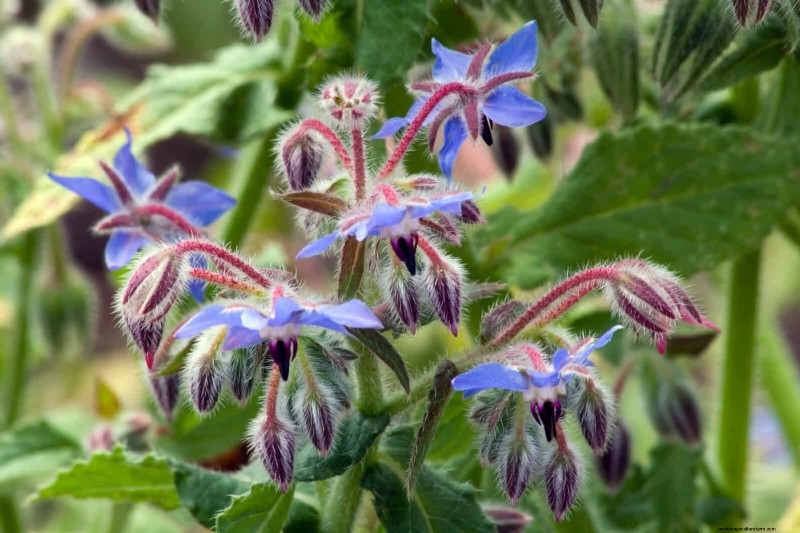Last-minute plantgids:29 planten voor tuinsucces op Memorial Day 