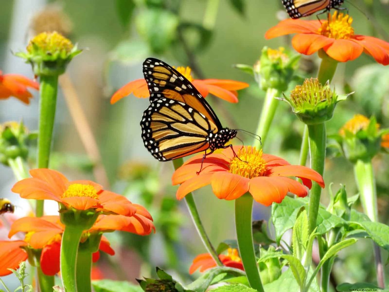 Last-minute plantgids:29 planten voor tuinsucces op Memorial Day 