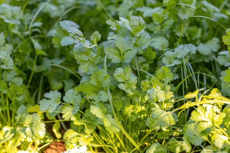 Last-minute plantgids:29 planten voor tuinsucces op Memorial Day 