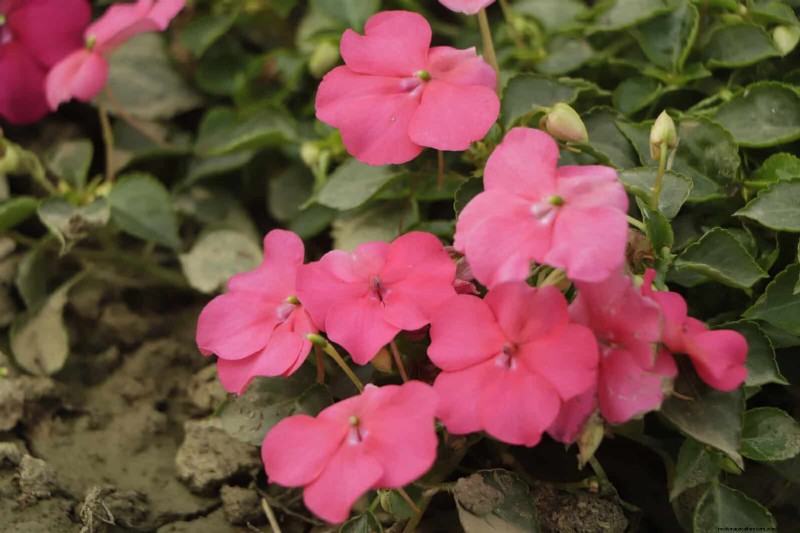 Last-minute plantgids:29 planten voor tuinsucces op Memorial Day 